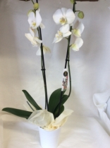 Orchid Pot